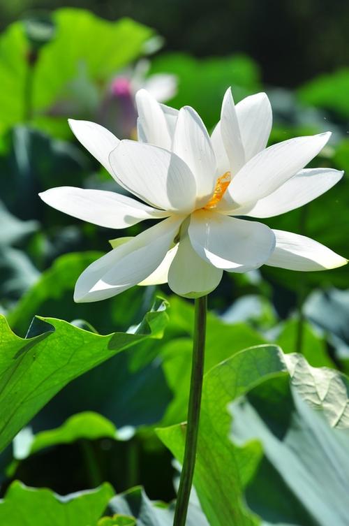 白洋淀的莲花
