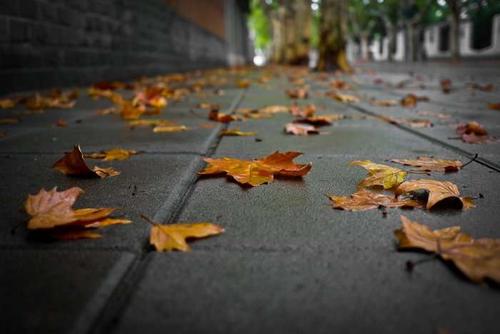 美国梧桐叶秋天