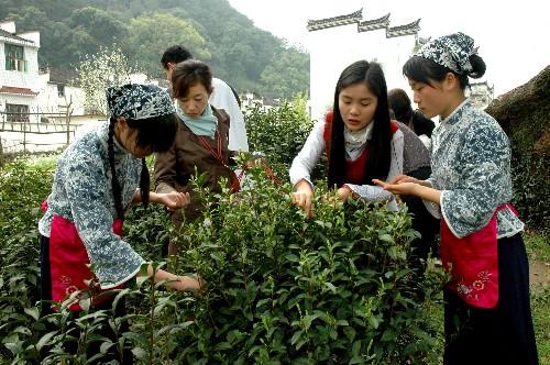 学会采茶