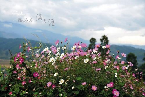 一路飘香