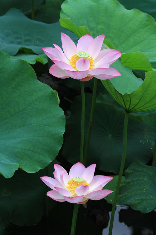 下河
