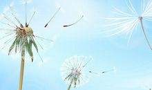 老师就像一棵树