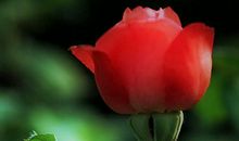 一朵常开不败的花