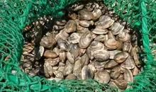 天吖.地蛤<1>_200字