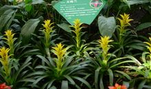 西双版纳的新奇植物