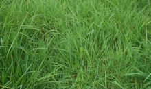 [六年级诗歌]一棵小草的自述_550字