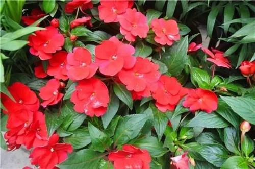凤仙花