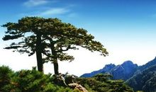 坚韧不拔的松树