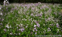 我们班是一个百花园