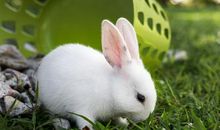 观察小白兔