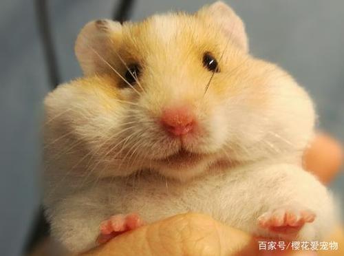 小老鼠（第一部分）