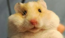 一只小小小小的老鼠(上)