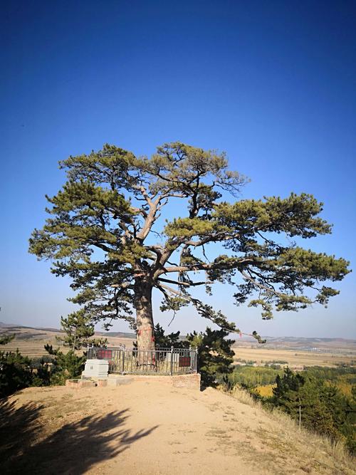 我是一棵松树