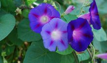我喜欢的牵牛花
