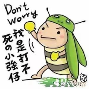 无与伦比的“小强” _600字