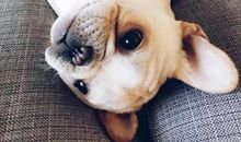 狗的趣谈_2000字