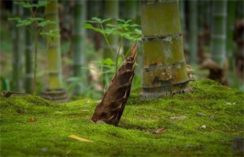 竹笋