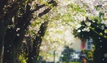 再见，最后一个夏天