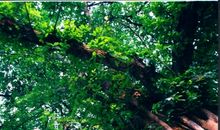 怀念那几年的一树新绿