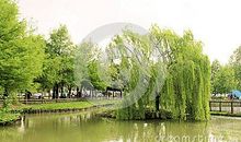 垂柳_400字
