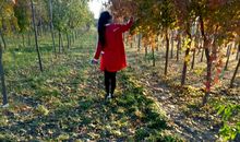 又是一年落叶时