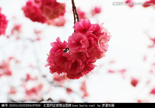 我是樱花