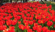 春天的时光最好