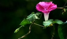 我喜爱的牵牛花