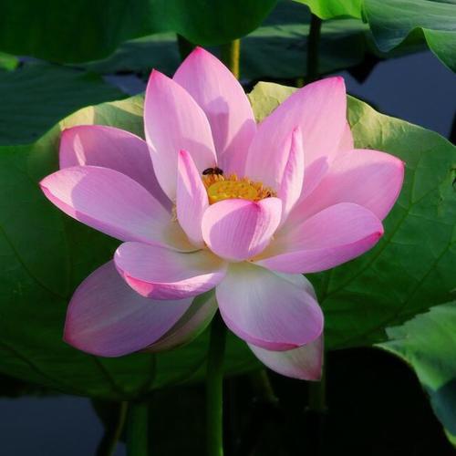 夏天真好