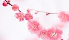 春在寒梅落尽时