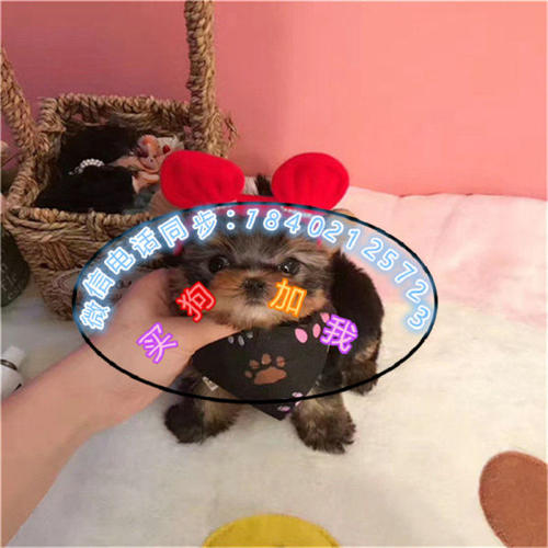 活泼可爱