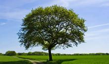 一颗小树的人生