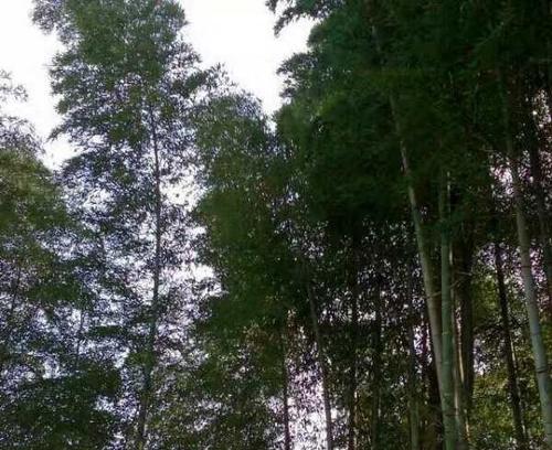 故乡的竹林