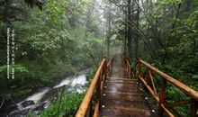 原始森林之旅_550字