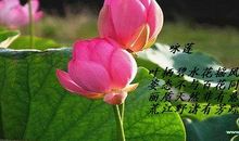 让清泉浇灌心灵