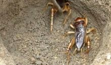 好斗的蟋蟀_1200字