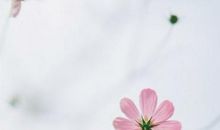 淡淡回忆香_700字