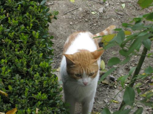 野猫的生活