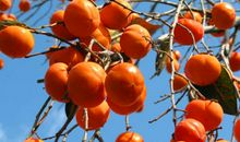 硕果累累的秋天