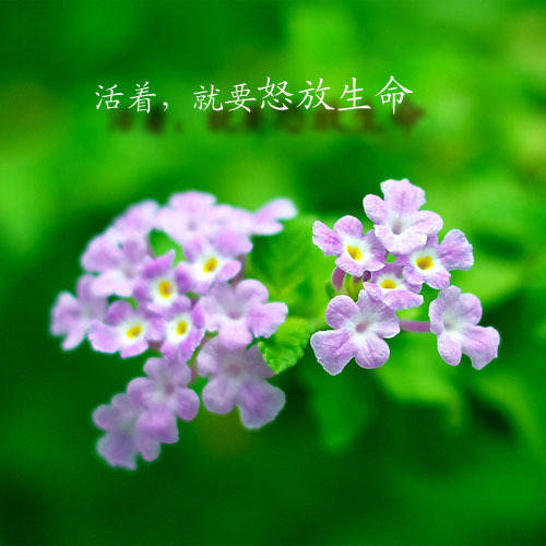 绽放人生