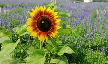 清风徐来向阳花开