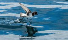 像海燕那样飞翔