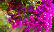 我那与花草为伴的爷爷