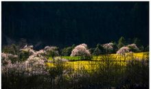 春天记忆中的时光最好