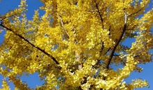 如诗如画的秋天