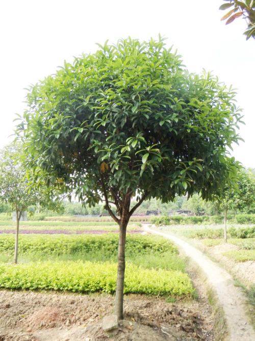 美丽的桂花树