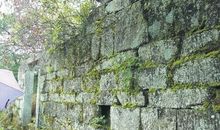 原始森林历史记_550字