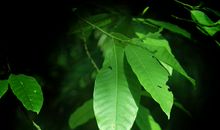 雨后的第一道阳光