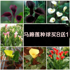 让信仰绽放