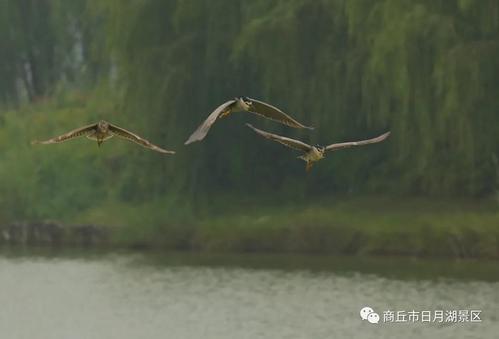 日月潭游览车的组成